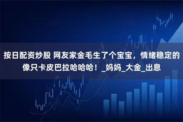 按日配资炒股 网友家金毛生了个宝宝，情绪稳定的像只卡皮巴拉哈哈哈！_妈妈_大金_出息